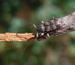 Exocentrus lusitanus