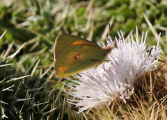 Colias electo