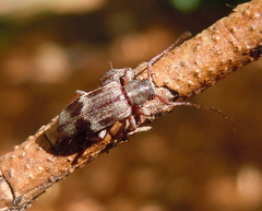 Exocentrus lusitanus