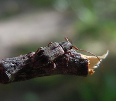 Exocentrus lusitanus