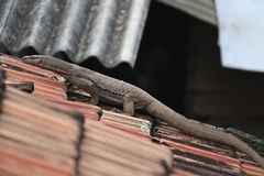 Varanus bengalensis