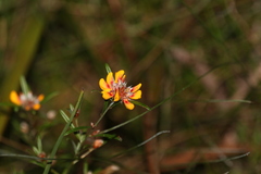 Pultenaea petiolaris