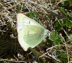 Colias tyche