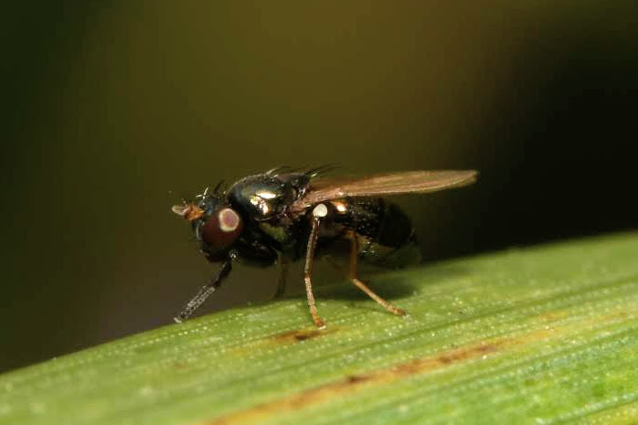 Psilopa nitidula