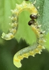 Pristiphora testacea