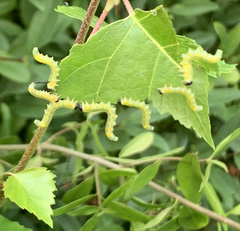 Pristiphora testacea