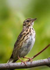 Anthus trivialis