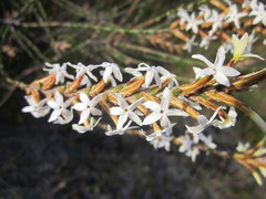 Lysinema ciliatum