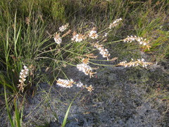 Lysinema ciliatum