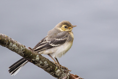 Motacilla alba
