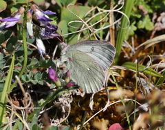 Colias tyche werdandi