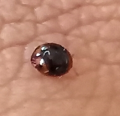 Coccinellidae