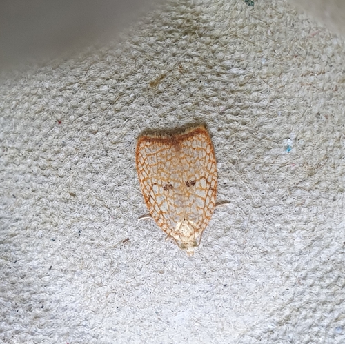Maple Leaftier Moth, 1797 SL Den Hoorn Texel, Nederland, photo 8 of 10