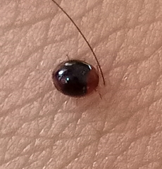 Coccinellidae