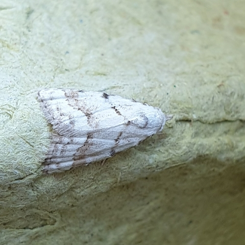 Scarce Black Arches, 1797 SL Den Hoorn Texel, Nederland, photo 10 of 10