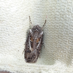 Agrotis vestigialis