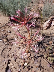 Brunsvigia striata