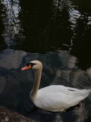 Cygnus olor