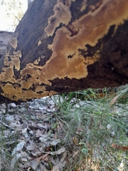 Oxychaete cervinogilva