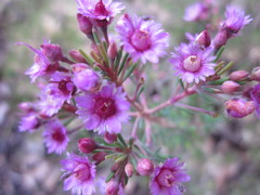 Verticordia plumosa