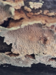 Oxychaete cervinogilva