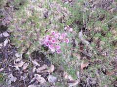 Verticordia plumosa