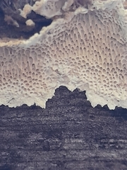 Oxychaete cervinogilva