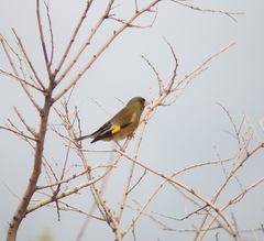 Chloris sinica
