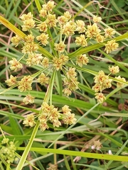 Cyperus pseudovegetus