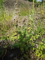 Origanum majorana