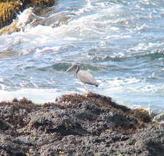 Egretta sacra