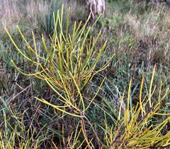 Hakea rostrata