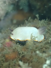 Goniobranchus sinensis