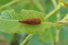 Idiodonus cruentatus