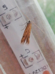 Mesophleps trinotella