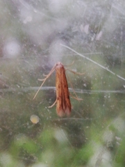 Mesophleps trinotella