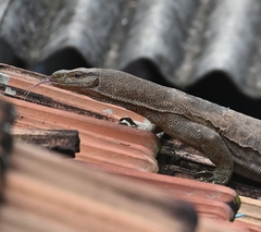 Varanus bengalensis