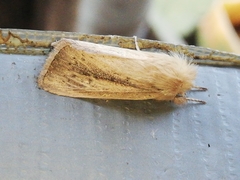 Sesamia nonagrioides