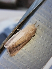 Sesamia nonagrioides