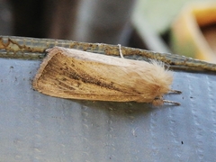 Sesamia nonagrioides