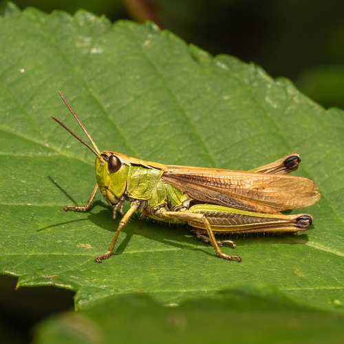 Meadow grasshopper