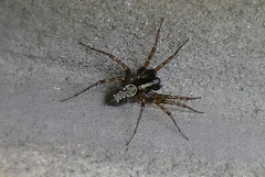 Arachnida