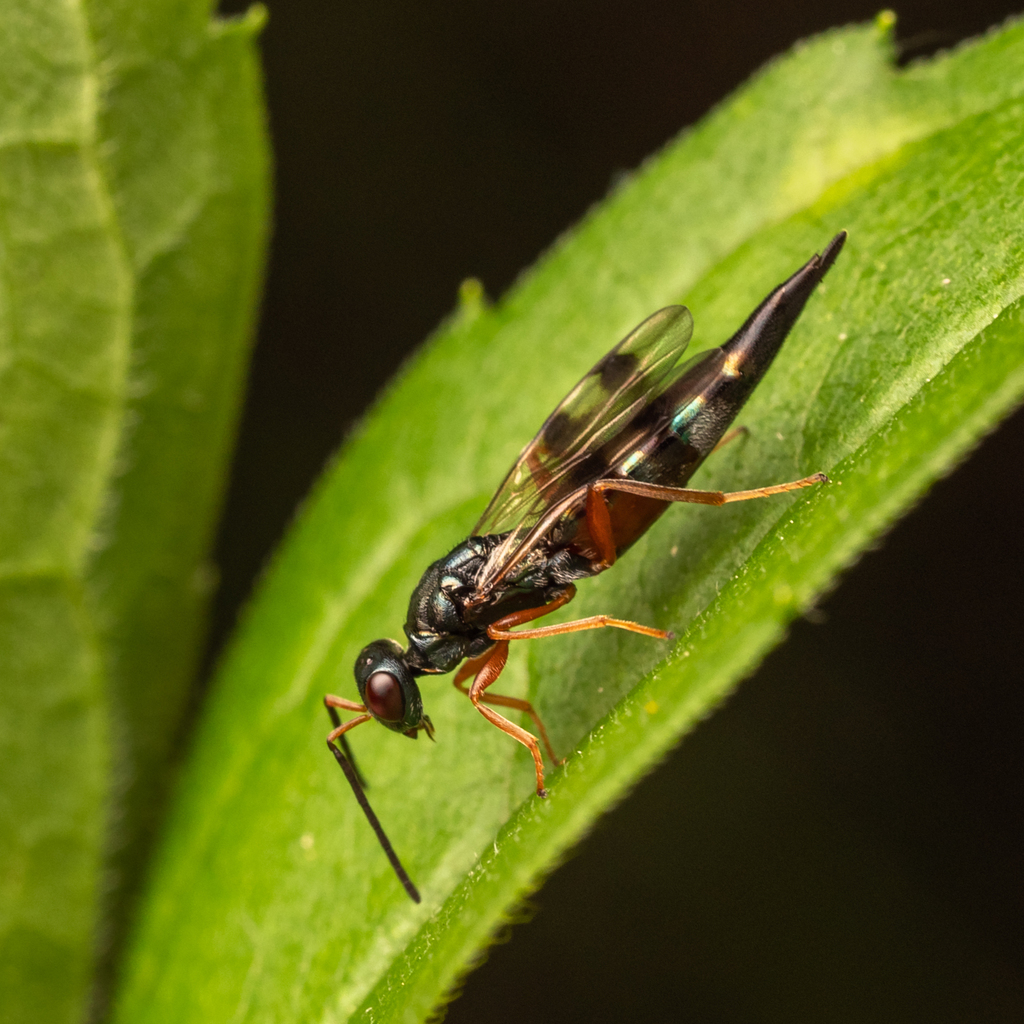 Trigonoderus cyanescens