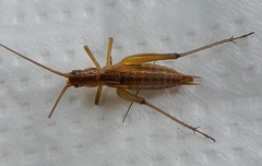 Ensifera
