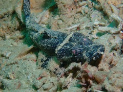 Cymbacephalus beauforti