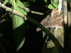 Pindara