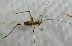 Ensifera