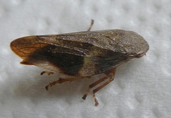 Auchenorrhyncha