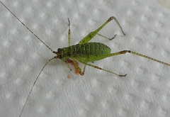 Ensifera