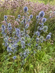 Eryngium planum